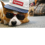 AWESOME YELLOE CAT DOG SWAG