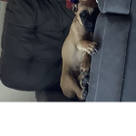 Little Doggo‘s