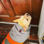 Cutefrenchies Apparel