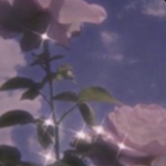 fairy sweet