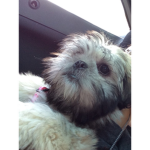 coco is the best dog