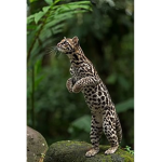 The Rainforest Care