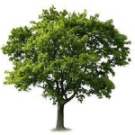 Trees United!!!!!!!