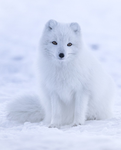 Fox fuzing