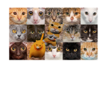 like the cats