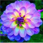 ~The~Dahlia~Cafe!