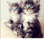 Cute pets pugs and retrievers and cats