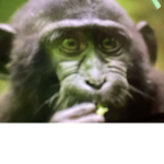Monkey Monkey squad gang gang gang
