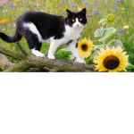 (“*flower blossom*”)