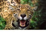 Jaguar land