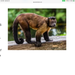 The Real MONKE GROUP