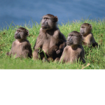 The Baboon Fam