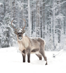 Reindeer's r the best