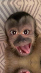 Hey-hola