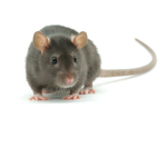 amaras diseased rats