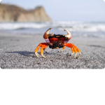 Red Clawed