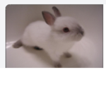 Bunny club happy happy happy!!!!