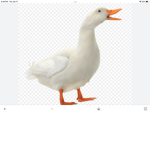 #THE DUCK SQUAD FANCLUB!!!!!!!!!!!!!!!!!!!!
