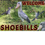 The Shoebills