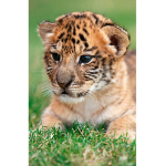 Liger cub studios