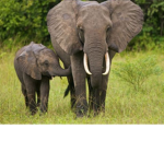 Animal Extinction Matters