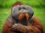 TheMonkeyMen7