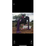 HORSES 2000