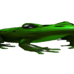 THE-FROG-CLUB