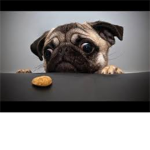 PugTimeFunTime