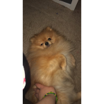 Oddie