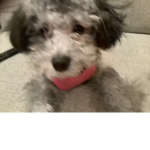 My weird dog
