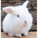 Whitebunnyfam