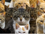 Roblox cat team