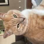 angry cat#4