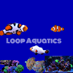 Loop Aquatics Saltwater store - Owned by Tiaworm