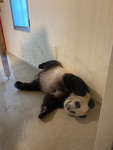 Pandas für immer