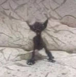 Ķèññý