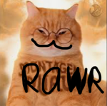 Ay mi gattito club