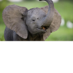 Elephant Pack