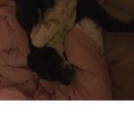 Get a dog