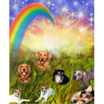 The Rainbow Dogs Co.