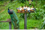 Peacock/Pigeon Cult