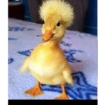 Duck squad2.2