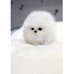 Let’s go fluffy!