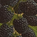 blackberry'