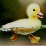 #The Duck Army