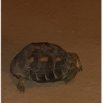 Turtle17r84