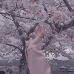 Lateen545