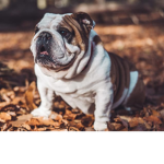 THE BULLDOG GROUP