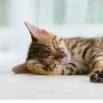 Sleepy_Squad